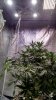 Trainwreck Mod420 tent pic1 -6-26-2017.jpg