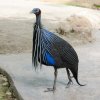 Vulturine Guinea Fowl.jpg