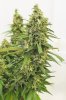 GC_Week8Flower02_4000.jpg