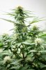 G13-Labs-Blue-Cindy_Day-22_12_12.jpg