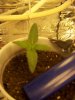 sprout_A_002.jpg