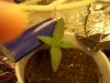 sprout_A_001.jpg