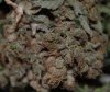 Dry Bud Blue.jpg