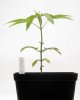 Dinafem-Critical-Kush-Seedling-web.jpg