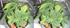 sidebysidePlant.PNG