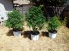 2017grow 008.jpg