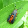 squash-vine-borer-melittia-cucurbitae.jpg