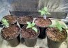 Rif Mountain seedlings pic1 -7-23-2017.jpg