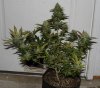 BRxBD-P1-Day57-Harvest-1.JPG