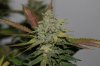 BRxBD-P1-Day57-Harvest-2.JPG