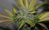 BRxBD-P1-Day57-Harvest-3.JPG