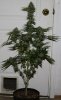 Fireballs-P1-Day57-Harvest-1.JPG