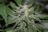 Fireballs-P1-Day57-Harvest-4.JPG