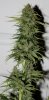 SkunkNo1-P5-Day57-Harvest-2.JPG