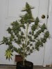 SkunkNo1-P7-Day61-Harvest-1.JPG