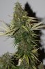 SkunkNo1-P7-Day61-Harvest-3.JPG