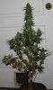 SkunkNo1-P5-Day57-Harvest-1.JPG