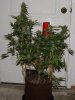 BluePyramid-Day50-Harvest-3.JPG