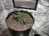 1. First day -clone transplant.jpg