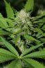 AfghanKush-P1-Day24-1.JPG