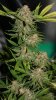 BlueHarley-Day50-Harvest-1.JPG