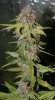 BluePyramid-Day50-Harvest-1.JPG