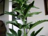 Big Bud-2 weeks 1day,,,No Stress 103.jpg