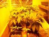 hydro grow 111507.jpg