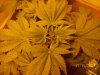 hydro grow 3 111507.jpg