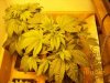 hydro grow 4 111507.jpg