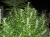 baduso-albums-09-back-yard-grow-picture46720-008-2.jpg