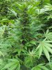 baduso-albums-09-back-yard-grow-picture46725-012-3.jpg