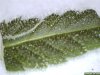 trichome_GK_08_07_2011.jpg