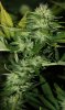 AfghanKush-P1-Day31-1.JPG