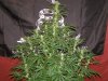 ak47 x locomotion day 21 (2).JPG