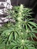 ak47 x locomotion day 21 (3).JPG