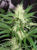 ak47 x locomotion day 21 (4).JPG