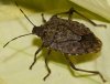 stink bug.jpg