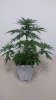 white widow max week4 #1.jpg