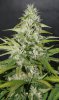 BlueRipper-F2-P2-Day37-1.JPG