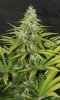 BlueRipper-F2-P2-Day39-1.JPG