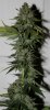 Fireballs-P1-Day57-Harvest-3.JPG