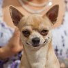 annoyed-chihuahua-1024x1024.jpg