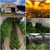 13-September-Cannabis-seizure-at-Carey-Gully-Collage.jpg