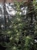 week 5 flowering 006.jpg