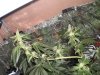 week 5 flowering 002.jpg