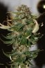 AfghanKush-Day49-Harvest-2.JPG