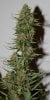 ColumbianGold-P2-Day53-Harvest-2.JPG