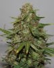 ColumbianGold-P2-Day53-Harvest-3.JPG