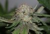 BlueHarley-BX1-Harvest-Day49-4.JPG